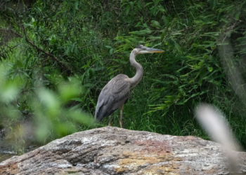 Conmemoran el “Día estatal de la declaración del Bosque La Primavera como reserva de la Biósfera”