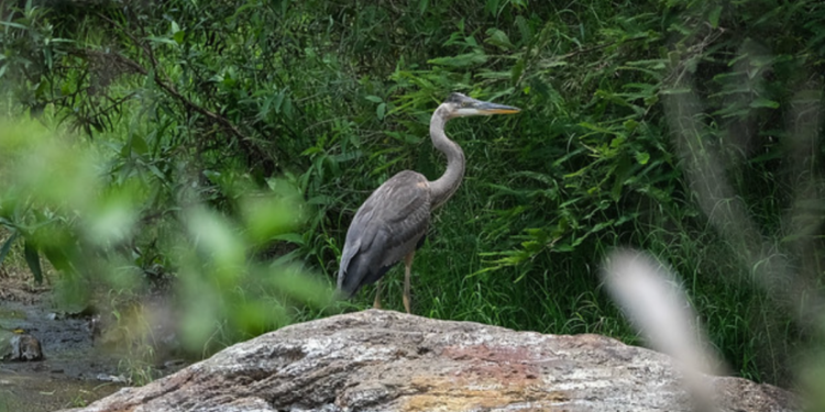 Conmemoran el “Día estatal de la declaración del Bosque La Primavera como reserva de la Biósfera”