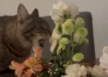Captan felino disfrutando de un arreglo floral