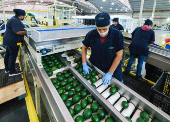 Jalisco líder en empleo, 12,898 plazas