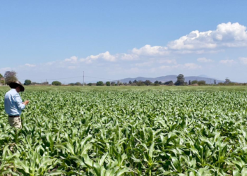 «Fundamental el uso de tecnología fitosanitaria para incrementar producción de alimentos»: UMFFAAC