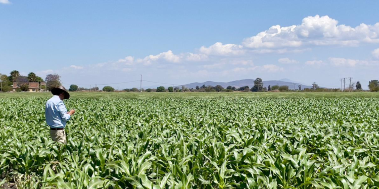 «Fundamental el uso de tecnología fitosanitaria para incrementar producción de alimentos»: UMFFAAC