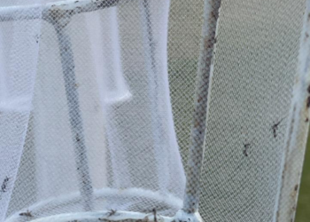 Realizan pruebas de efectividad a insecticidas utilizados en Jalisco para la fumigación del mosquito del dengue