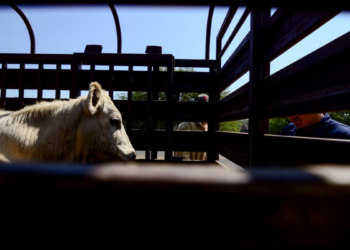 Refuerza Jalisco medidas de prevención ante el riesgo del ingreso del gusano barrenador del ganado