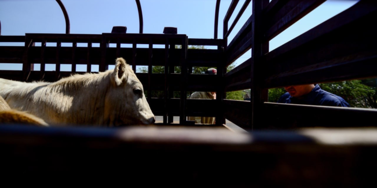 Refuerza Jalisco medidas de prevención ante el riesgo del ingreso del gusano barrenador del ganado