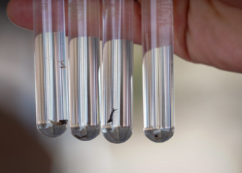 Jalisco detecta casos de coinfección por dos virus del dengue gracias a la vigilancia epidemiológica permanente   