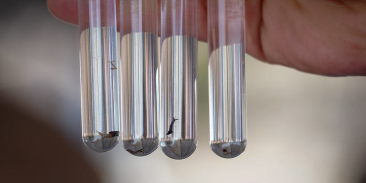 Jalisco detecta casos de coinfección por dos virus del dengue gracias a la vigilancia epidemiológica permanente   