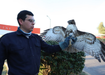 Policías de Tlaquepaque Rescatan Águila Silvestre