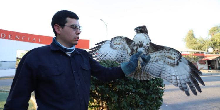 Policías de Tlaquepaque Rescatan Águila Silvestre