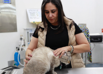 Llama Protección Animal de Zapopan al cuidado de animales domésticos en época decembrina