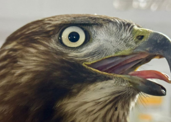 Unidad de Rescate de Fauna Silvestre de Tlajo resguarda aguililla cola roja