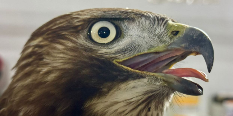 Unidad de Rescate de Fauna Silvestre de Tlajo resguarda aguililla cola roja