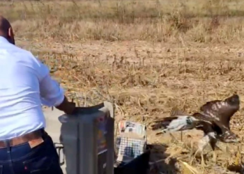 Reintegra Gobierno de Tlajomulco a la vida libre al ejemplar de aguililla cola roja asegurada en Tlaquepaque