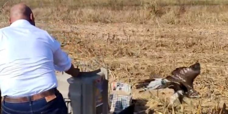 Reintegra Gobierno de Tlajomulco a la vida libre al ejemplar de aguililla cola roja asegurada en Tlaquepaque