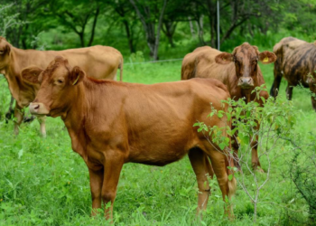 Cierra SADER Jalisco el sexenio con cifras récord que permitieron mejorar la infraestructura rural y un campo más sustentable