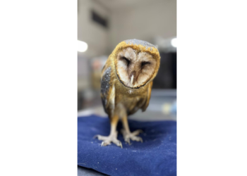 Rescata Gobierno de Tlajomulco polluelo de lechuza en Zacoalco de Torres