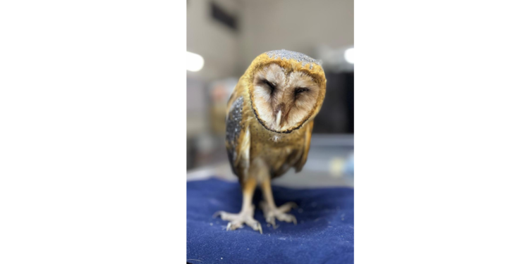 Rescata Gobierno de Tlajomulco polluelo de lechuza en Zacoalco de Torres