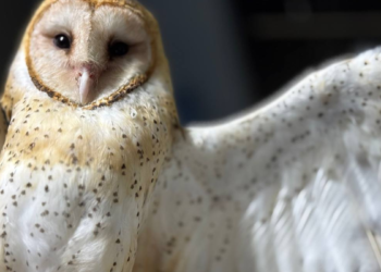 Reintegra Gobierno de Tlajomulco a vida libre a lechuza rescatada de un pozo