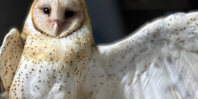 Reintegra Gobierno de Tlajomulco a vida libre a lechuza rescatada de un pozo