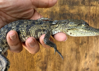 Resguarda Gobierno de Tlajomulco cocodrilo rescatado por bomberos de Tonalá
