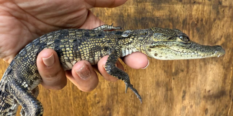 Resguarda Gobierno de Tlajomulco cocodrilo rescatado por bomberos de Tonalá
