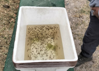 Establece SSJ acciones de control biológico contra el dengue en comunidad indígena de Tlajomulco de Zúñiga