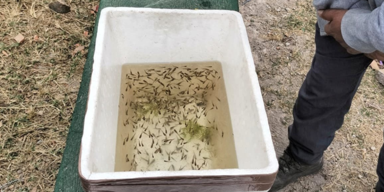 Establece SSJ acciones de control biológico contra el dengue en comunidad indígena de Tlajomulco de Zúñiga