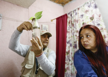 Continúan a la baja casos de dengue en Jalisco