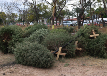 Inicia el acopio de árboles navideños en Zapopan