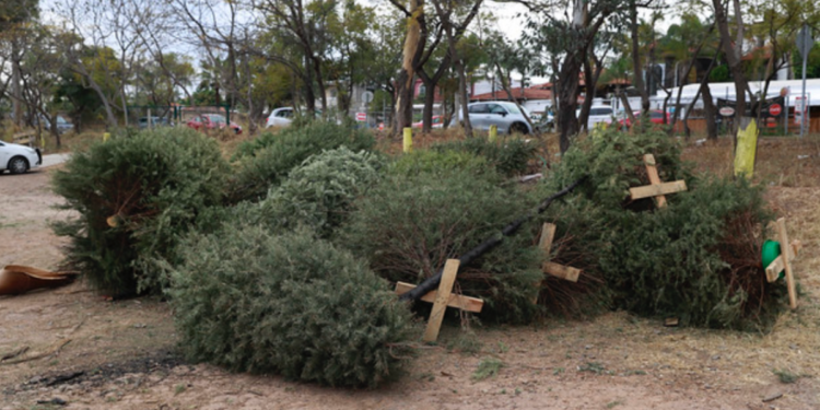 Inicia el acopio de árboles navideños en Zapopan
