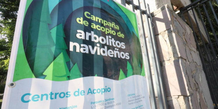Abre Gobierno de Guadalajara campaña de acopio de arbolitos naturales