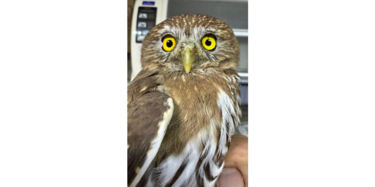 Resguarda Gobierno de Tlajomulco búho rescatado en Ahualulco de Mercado