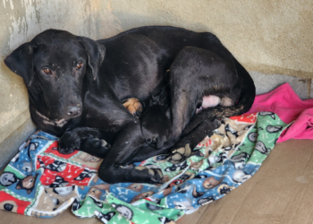 En observación y tratamiento los cachorros rescatados por presunto maltrato animal
