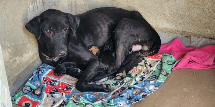 En observación y tratamiento los cachorros rescatados por presunto maltrato animal