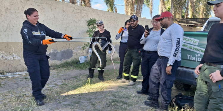 Capacita Gobierno de Tlajomulco a 14 servidores públicos en manejo de fauna silvestre