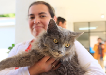 Realizan campañas de esterilización animal gratuita en Tlaquepaque