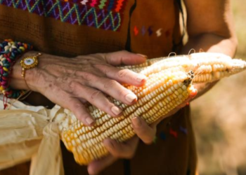 Presidenta Claudia Sheinbaum envía al Congreso de la Unión reforma constitucional para proteger el maíz mexicano