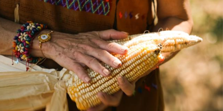Presidenta Claudia Sheinbaum envía al Congreso de la Unión reforma constitucional para proteger el maíz mexicano