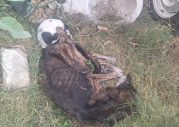 Policías de Tlaquepaque Atienden Caso de Maltrato Animal en la Colonia Las Huertas