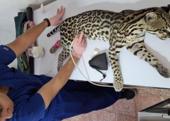Atiende Gobierno de Tlajomulco ocelote atropellado en el municipio de Mascota