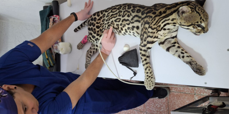 Atiende Gobierno de Tlajomulco ocelote atropellado en el municipio de Mascota