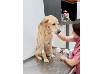 Da Gobierno de Tlajomulco atención al perrito en situación de abandono rescatado ayer