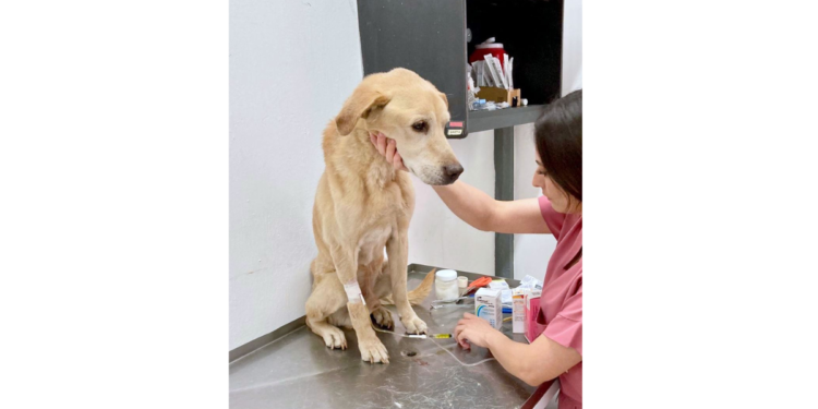 Da Gobierno de Tlajomulco atención al perrito en situación de abandono rescatado ayer