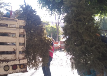 Impulsan retiro responsable de árboles navideños en Tlaquepaque