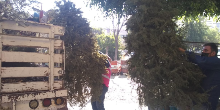 Impulsan retiro responsable de árboles navideños en Tlaquepaque