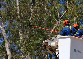 Presenta AMBU programa ‘Bosques sin Muérdago’ para seis Bosques Urbanos del AMG