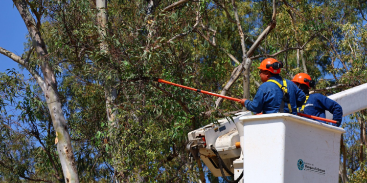 Presenta AMBU programa ‘Bosques sin Muérdago’ para seis Bosques Urbanos del AMG