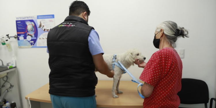 Protección Animal invita a la esterilización de mascotas a un bajo costo 
