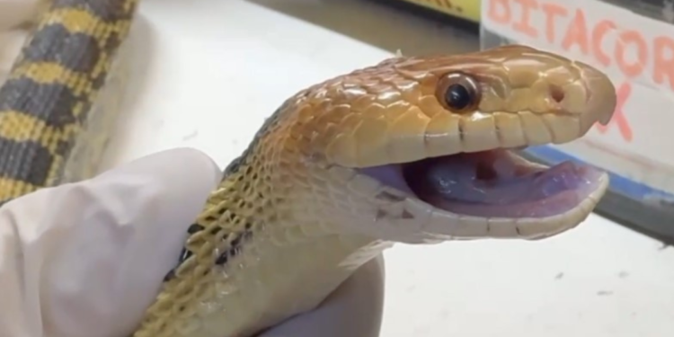 Reintegra Gobierno de Tlajomulco a vida libre a alicante rescatado por bomberos de Tlaquepaque