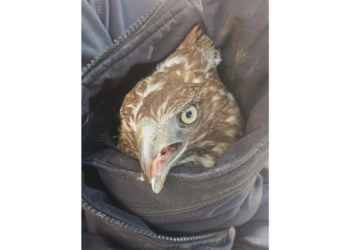 Rescata URFST aguililla asegurada por policías en El Zapote del Valle